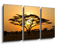 Obraz 3D tdln - 90 x 50 cm F_BS45762183 - Rising Sun shinning through an Acacia Tree in Serengeti