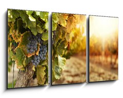 Obraz   Vineyards at sunset, 90 x 50 cm