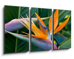 Obraz 3D tdln - 90 x 50 cm F_BS4597308 - Bird of paradise