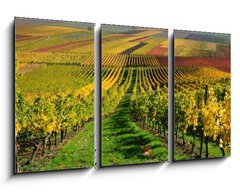 Obraz 3D tdln - 90 x 50 cm F_BS46267041 - Vineyards in autumn colours. The Rhine valley, Germany - Vinice v podzimnch barvch. dol Rna, Nmecko