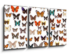 Obraz   butterflies, 90 x 50 cm