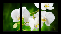 Obraz 3D tdln - 90 x 50 cm F_BS48780289 - orchid