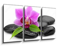 Obraz 3D tdln - 90 x 50 cm F_BS48780940 - orchid