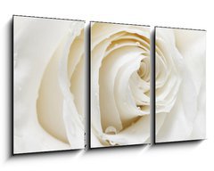 Obraz   white rose, 90 x 50 cm