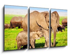 Obraz 3D tdln - 90 x 50 cm F_BS49494592 - Elephants family on savanna. Safari in Amboseli, Kenya, Africa