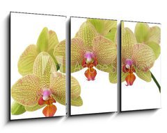 Obraz 3D tdln - 90 x 50 cm F_BS4976383 - bunch of yellow orchid flowers