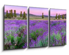 Obraz 3D tdln - 90 x 50 cm F_BS49777064 - Sunset over a summer lavender field in Tihany, Hungary