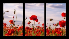 Obraz 3D tdln - 90 x 50 cm F_BS499070572 - Anzac Day memorial poppies. Field of red poppy flowers to honour fallen veterans soldiers in battle of Anzac armistice day. Wildflowers blooming poppy field landscape. Meadow with flowers.