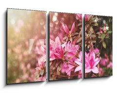 Obraz 3D tdln - 90 x 50 cm F_BS49992650 - Spring Azaleas in Soft Sunlight