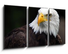 Obraz 3D tdln - 90 x 50 cm F_BS5007416 - American Bald Eagle (Haliaeetus leucocephalus) - Americk orel blohlav (Haliaeetus leucocephalus)