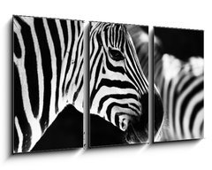 Obraz   monochrome photo  detail head zebra in ZOO, 90 x 50 cm