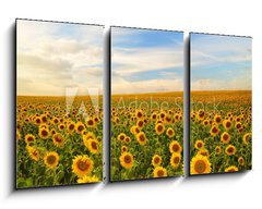 Obraz 3D tdln - 90 x 50 cm F_BS50744660 - sunflowers - slunenice