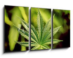 Obraz 3D tdln - 90 x 50 cm F_BS5123920 - marijuana - marihuana