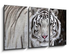 Obraz 3D tdln - 90 x 50 cm F_BS51332281 - Glance of a passing by white bengal tiger