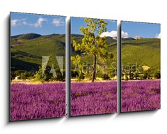 Obraz 3D tdln - 90 x 50 cm F_BS51603534 - Campi di Lavanda a Valensole Provenza, Francia