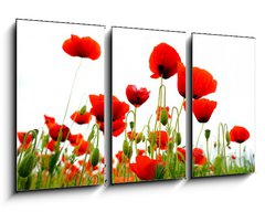 Obraz 3D tdln - 90 x 50 cm F_BS51629821 - coquelicots sur fond blanc