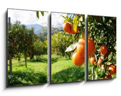 Obraz 3D tdln - 90 x 50 cm F_BS51744816 - Orange tree