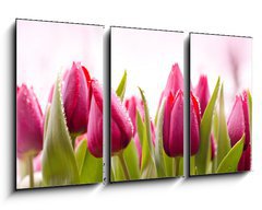 Obraz 3D tdln - 90 x 50 cm F_BS51930622 - Fresh Tulips with Dew Drops