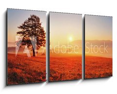 Obraz 3D tdln - 90 x 50 cm F_BS52071979 - Tree and sun - Strom a slunce