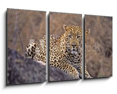 Obraz   Africa Leopard, 90 x 50 cm