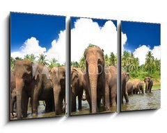 Obraz 3D tdln - 90 x 50 cm F_BS53076772 - Elephant group in the river