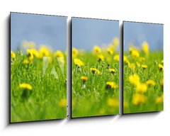 Obraz 3D tdln - 90 x 50 cm F_BS53166656 - Yellow dandelions