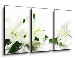 Obraz   Beautiful lily, isolated on white, 90 x 50 cm