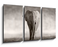 Obraz 3D tdln - 90 x 50 cm F_BS53182375 - Elephant