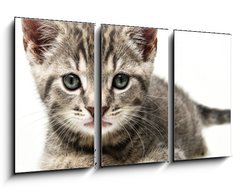 Obraz 3D tdln - 90 x 50 cm F_BS53218691 - little kitten