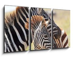 Obraz 3D tdln - 90 x 50 cm F_BS54195512 - Baby zebra with mother