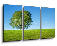 Obraz 3D tdln - 90 x 50 cm F_BS54481754 - Green tree and blue sky - Zelen strom a modr obloha