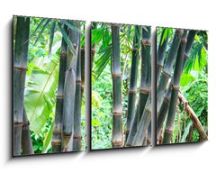 Obraz   Bamboo forest, 90 x 50 cm