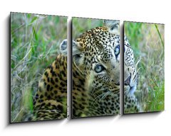 Obraz 3D tdln - 90 x 50 cm F_BS5752327 - Leopard