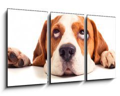 Obraz   beagle head isolated on white, 90 x 50 cm