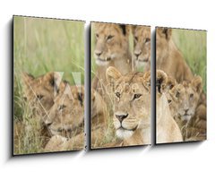 Obraz   Pride of Lions, Serengeti, Tanzania, 90 x 50 cm