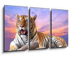 Obraz   Tiger looking something on the rock with beautiful sky at sunset, 90 x 50 cm