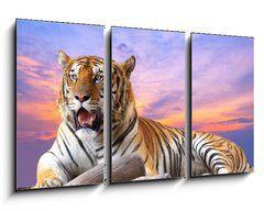 Obraz 3D tdln - 90 x 50 cm F_BS57972790 - Tiger looking something on the rock with beautiful sky at sunset - Tygr hled nco na skle s krsnou oblohou pi zpadu slunce