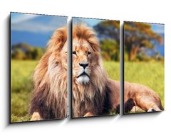 Obraz 3D tdln - 90 x 50 cm F_BS58606525 - Big lion lying on savannah grass. Kenya, Africa