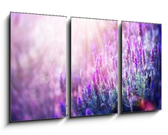 Obraz   Lavender Flowers Field. Growing and Blooming Lavender, 90 x 50 cm