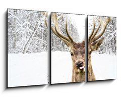 Obraz 3D tdln - 90 x 50 cm F_BS58977181 - Deer with beautiful big horns on a winter country road