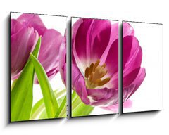 Obraz   lilac tulips isolated on white, 90 x 50 cm