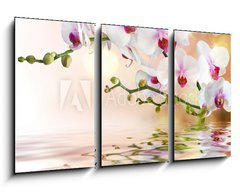 Obraz 3D tdln - 90 x 50 cm F_BS59169031 - white orchids on water with drop