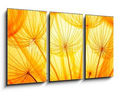 Obraz   Dandelion, 90 x 50 cm