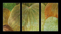 Obraz 3D tdln - 90 x 50 cm F_BS5989441 - background from natural leafs
