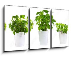Obraz 3D tdln - 90 x 50 cm F_BS59972855 - set of potted green plants