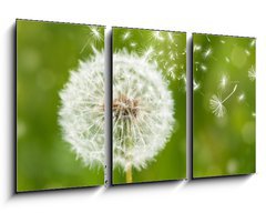 Obraz   dandelion with flying seeds, 90 x 50 cm