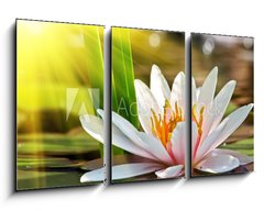 Obraz   water lily, 90 x 50 cm