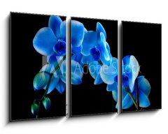 Obraz 3D tdln - 90 x 50 cm F_BS60337173 - Blue sapphire orchid - Modr safrov orchidej