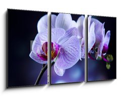 Obraz 3D tdln - 90 x 50 cm F_BS60355807 - Beautiful orchids