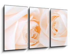 Obraz 3D tdln - 90 x 50 cm F_BS6046566 - Two delicate high key beige roses macro floral background